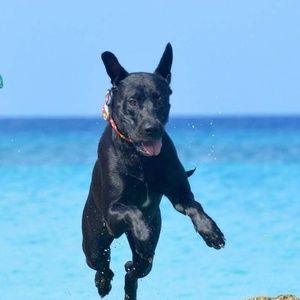 Meet your Posher, Ronald